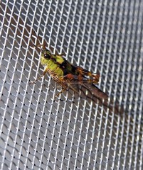 Paulinia acuminata