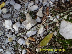 Allium marschalianum