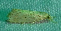 Diatraea lisetta