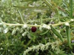 Artemisia argyi