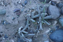 Pterocactus tuberosus