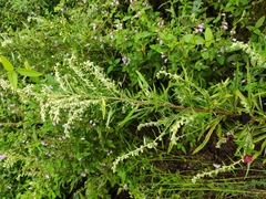 Artemisia argyi