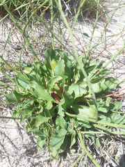 Limonium brasiliense