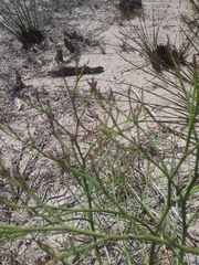 Limonium brasiliense