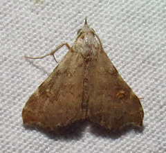 Redectis pygmaea