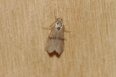 Zebeeba falsalis