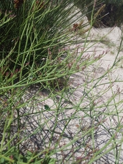 Limonium brasiliense