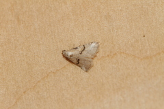 Zebeeba falsalis