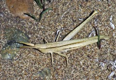 Allotruxalis gracilis