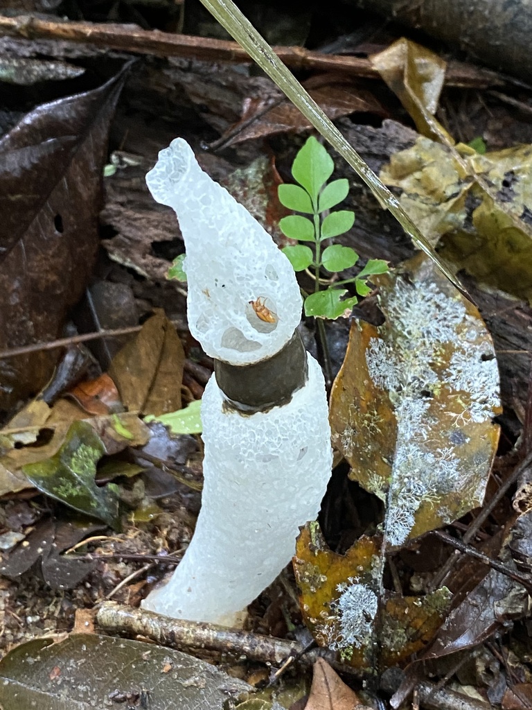 Staheliomyces cinctus · November 2020 · photo: © jeanpaulboerekamps (iNaturalist, cc0)