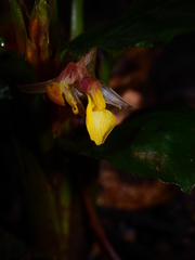 Hylaeanthe hexantha