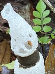 Staheliomyces cinctus