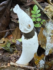 Staheliomyces cinctus