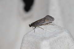 Eriocottis paradoxella