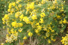Aspalathus excelsa