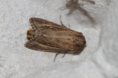 Nonagria typhae