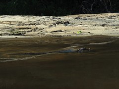 Caiman