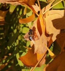 Eristalis tenax