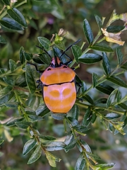 Poecilocoris rufigenis