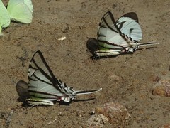 Protographium