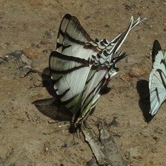 Protographium