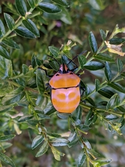 Poecilocoris rufigenis