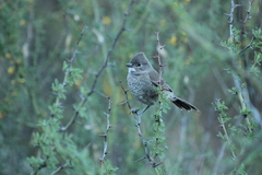 Pseudoseisura gutturalis