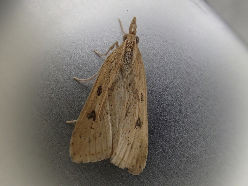 Udea numeralis