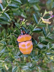 Poecilocoris rufigenis