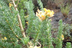 Aspalathus excelsa