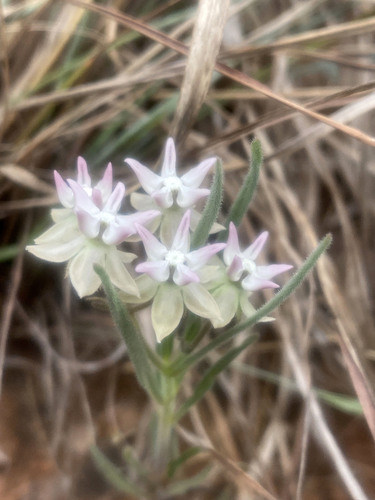 Asclepias stellifera image