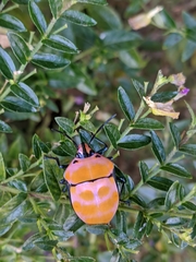 Poecilocoris rufigenis