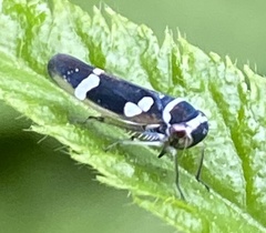 Macugonalia leucomelas