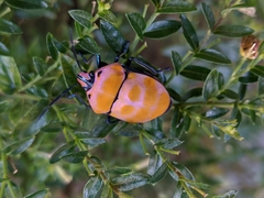 Poecilocoris rufigenis