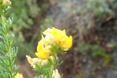 Aspalathus excelsa