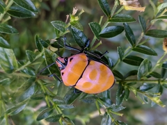 Poecilocoris rufigenis