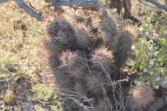 Austrocactus bertinii