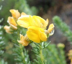 Aspalathus excelsa