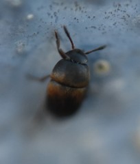 Ptomaphagus