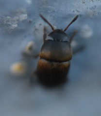 Ptomaphagus