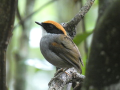 Conopophaga melanops