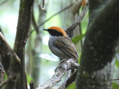 Conopophaga melanops