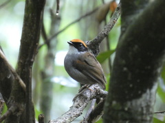 Conopophaga melanops