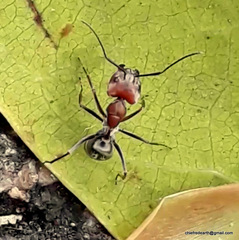 Camponotus rufoglaucus