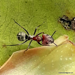 Camponotus rufoglaucus