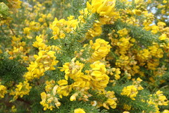 Aspalathus excelsa