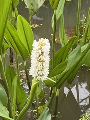 Pontederia reflexa