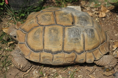 Chelonoidis chilensis