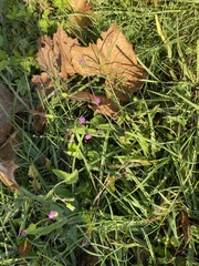 Emilia sonchifolia image