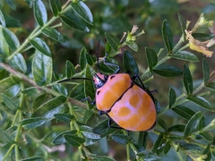 Poecilocoris rufigenis